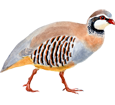 Red-legged Partridge ##STADE## - plumages 36