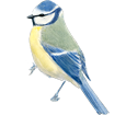 Blue Tit ##STADE## - plumages 1