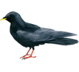 Chough ##STADE## - plumages 51