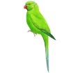 Green Parakeet ##STADE## - plumages 72