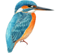 Kingfisher ##STADE## - plumages 1