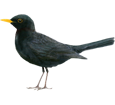 Blackbird ##STADE## - plumages 51