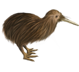 Kiwi ##STADE## - plumages 52