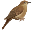 Nightingale ##STADE## - plumages 26