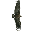 Vulture ##STADE## - plumages 51