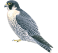 Peregrine Falcon ##STADE## - plumages 29